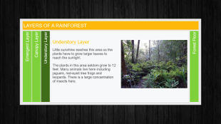 Layers of a Rainforest – Accordion