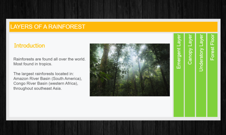 rainforest