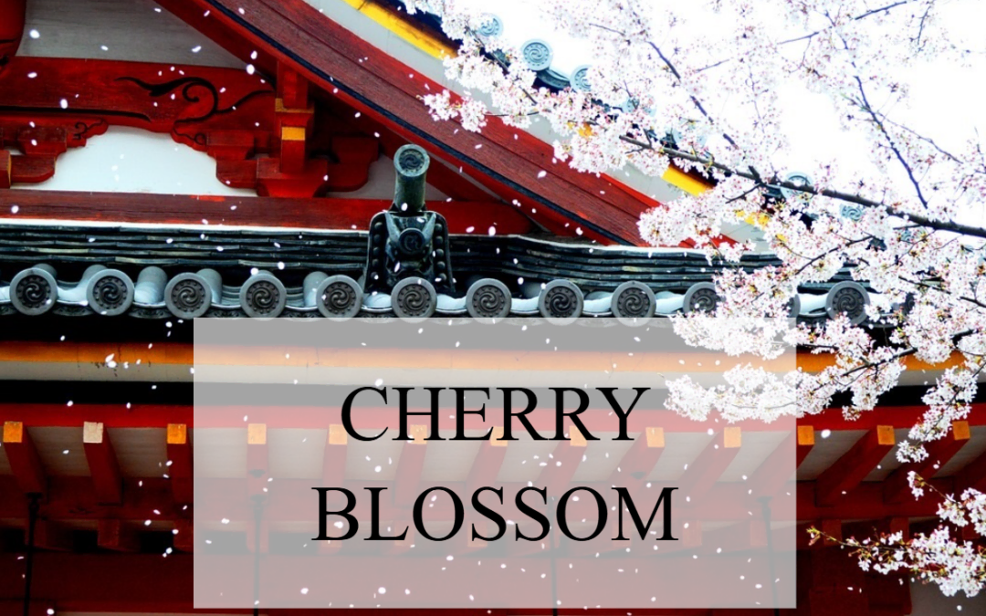 Cherry Blossom