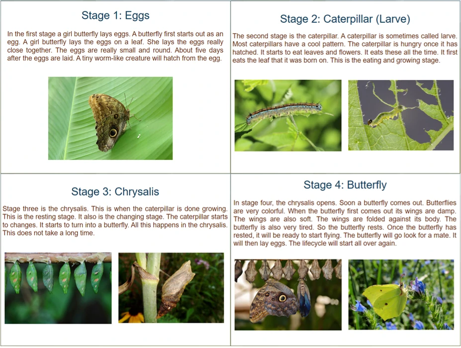 Four Stages of Butterfly Life Cycle