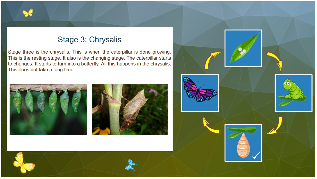 Stage 3 of Butterfly Lifecycle