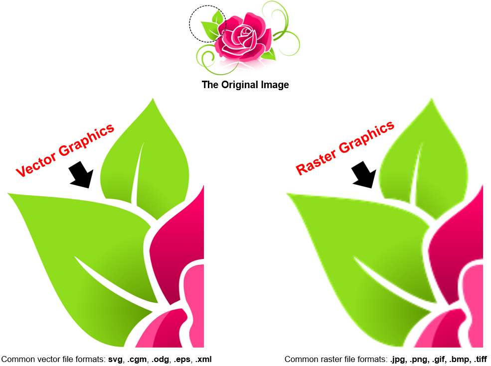 The Differences between Vector Graphics vs Raster Graphics